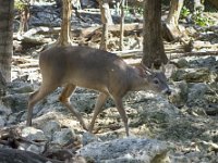 Young Buck