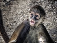 monkey