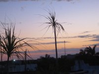 trees-sky