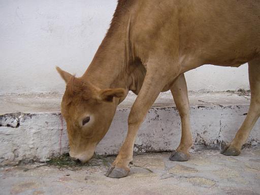 vaca2