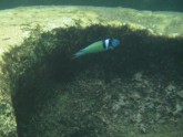 Another Blueheaded Wrasse