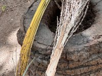 After a ride to the palm orchard, a lecture/demo on palm pollonation