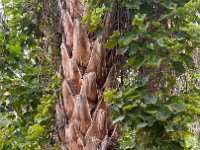 Grape vines on the palm trunks.