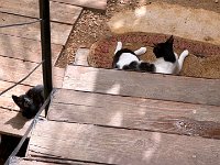 The cats