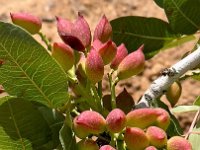 Stopped to learn about how pistachios grow.