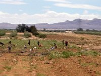 Many women working the fields