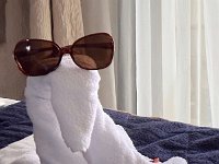Came back to a new friend who had commandeered my sunglasses, complements of housekeeping.
