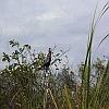 An Anhinga