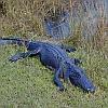 sleeping aligator