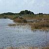 Woodstorks by the shore