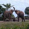 baby elephants playing