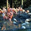 flamingos