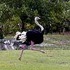 Ostrich