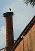Silvesstork