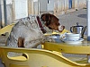 taviradog