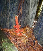 t_berrycreature.jpg - 10348 Bytes