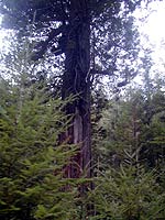 t_bigtree.jpg - 11169 Bytes