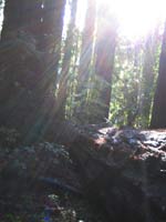 t_magicredwoods.jpg - 5985 Bytes