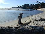 t_mendocinoCoast.jpg - 5100 Bytes