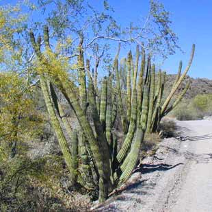 Organ Pipe