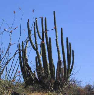 Organ Pipe