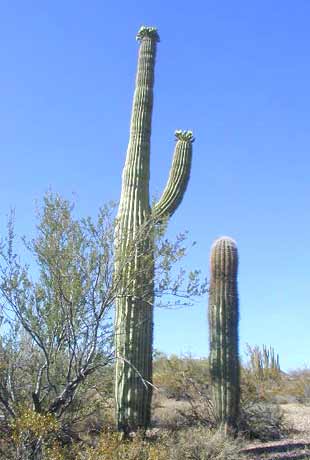 Saguaro in Bloom