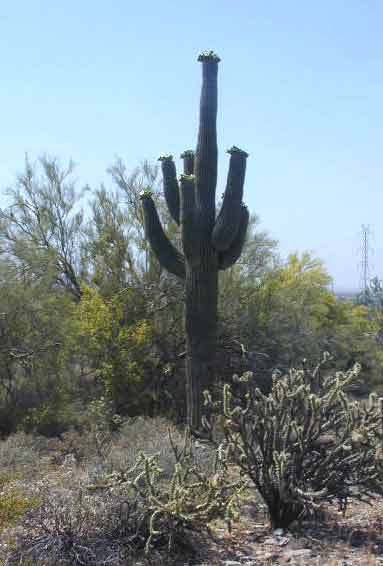 Saguaro in bloom