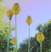 foliage