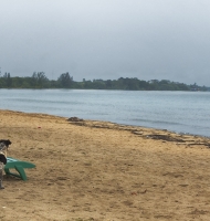 beachwithdog