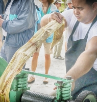 sugarcane
