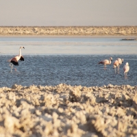 flamingos13x10-4