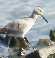 Willet