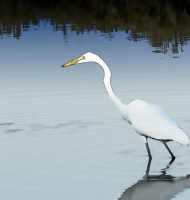 egret-reflection