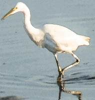 greategret