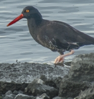 oystercatcher1119