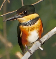 pygmykingfisher