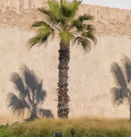 shadowypalms