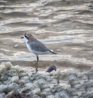 SaltflatSandpiper