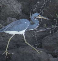 TriColoredHeron