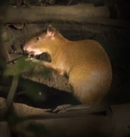 agouti