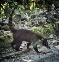 coatimundi