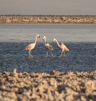 flamingos13x10-2