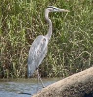 greatblue