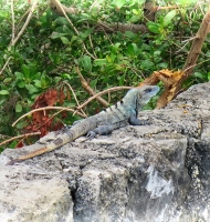 iguana