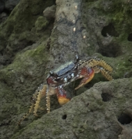 landcrab2