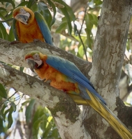 macaws2