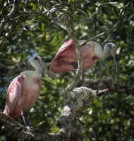 roseateSpoonbills