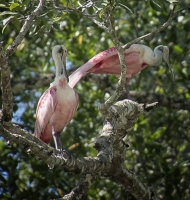 roseateSpoonbills2