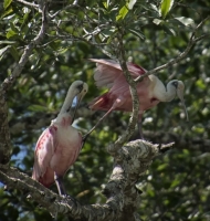 roseateSpoonbills3