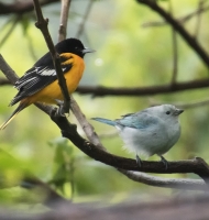 tanagers